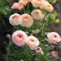 Ranunculus Pastel Mix 15 Bulbs Ready for Planting Now in UK Autumn Outdoor Gardens