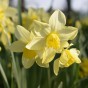 Dolce Vita Mix: Tulip Kansas Proud & Daffodil (Narcissus) Verdin