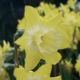 Dolce Vita Mix: Tulip Kansas Proud & Daffodil (Narcissus) Verdin