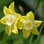 Dolce Vita Mix: Tulip Kansas Proud & Daffodil (Narcissus) Verdin