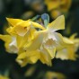 Dolce Vita Mix: Tulip Kansas Proud & Daffodil (Narcissus) Verdin