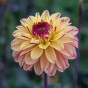 Dahlia Decorative Gelia (1 Bulb)