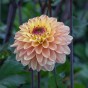 Dahlia Decorative Gelia (1 Bulb)