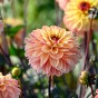 Dahlia Decorative Gelia (1 Bulb)