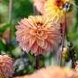Dahlia Decorative Gelia (1 Bulb)