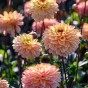 Dahlia Decorative Gelia (1 Bulb)