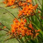 Crocosmia Firestarter (10 Bulbs)