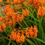 Crocosmia Firestarter (10 Bulbs)