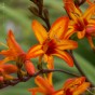 Crocosmia Firestarter (10 Bulbs)