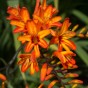 Crocosmia Firestarter (10 Bulbs)