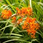 Crocosmia Firestarter (10 Bulbs)