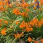 Crocosmia Firestarter (10 Bulbs)