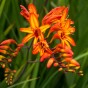 Crocosmia Firestarter (10 Bulbs)