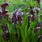 Calla/Zantedeschia Black Beauty (2 Bulbs)