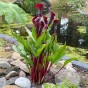 Calla/Zantedeschia Black Beauty (2 Bulbs)