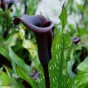 Calla/Zantedeschia Black Beauty (2 Bulbs)