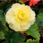Begonia odorosa yellow (2 Bulbs)