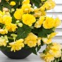 Begonia odorosa yellow (2 Bulbs)