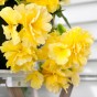 Begonia odorosa yellow (2 Bulbs)
