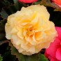 Begonia odorosa yellow (2 Bulbs)
