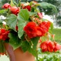 Begonia odorosa red (2 Bulbs)