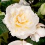 Begonia odorosa white (2 Bulbs)