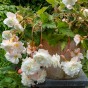 Begonia odorosa white (2 Bulbs)