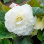 Begonia odorosa white (2 Bulbs)