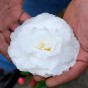 Begonia odorosa white (2 Bulbs)