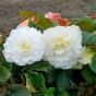 Begonia odorosa white (2 Bulbs)