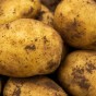 Accord Seed Potatoes - 20KG