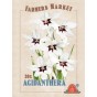 Acidanthera (20 Bulbs) by Jamieson Brothers