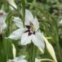 Acidenthera (Acidanthera Bicolor) 15x Spring Planting Flower Bulbs