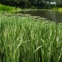 Acorus (Acorus Calamus) 1x Spring Planting Bulb | Aquatic Plant Bulb | Plant/Ornamental Grass Bulbs for Planting Now UK | Plant Garden Outdoor