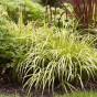 Acorus (Acorus Calamus) 1x Spring Planting Bulb | Aquatic Plant Bulb | Plant/Ornamental Grass Bulbs for Planting Now UK | Plant Garden Outdoor