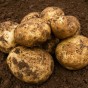 Acoustic Seed Potatoes - 2kg 