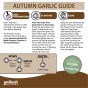 Jamieson Brothers® Autumn Pink Garlic Bulbs - 4pcs