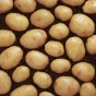 Albert Bartlett Osprey Potatoes 2kg net