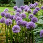 Allium Gladiator 1 Bulb Ready for Planting Now in UK Autumn Outdoor Gardens