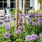 Allium Gladiator 1 Bulb Ready for Planting Now in UK Autumn Outdoor Gardens