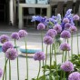 Allium Gladiator 1 Bulb Ready for Planting Now in UK Autumn Outdoor Gardens