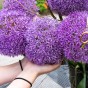 Allium Gladiator 1 Bulb Ready for Planting Now in UK Autumn Outdoor Gardens
