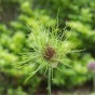 Allium Hair 15 Bulbs Ready for Planting Now in UK Autumn Outdoor Gardens