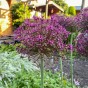 Allium Magic 10 Bulbs Ready for Planting Now in UK Autumn Outdoor Gardens