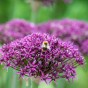 Allium Magic 10 Bulbs Ready for Planting Now in UK Autumn Outdoor Gardens