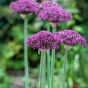 Allium Magic 10 Bulbs Ready for Planting Now in UK Autumn Outdoor Gardens