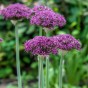 Allium Magic 10 Bulbs Ready for Planting Now in UK Autumn Outdoor Gardens