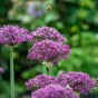Allium Magic 10 Bulbs Ready for Planting Now in UK Autumn Outdoor Gardens