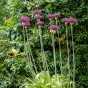 Allium Magic 10 Bulbs Ready for Planting Now in UK Autumn Outdoor Gardens
