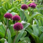 Allium Ostara 6 Bulbs Ready for Planting Now in UK Autumn Outdoor Gardens